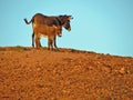 Wild Donkey and Foal Royalty Free Stock Photo