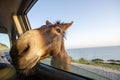 Wild donkey with his head in the car