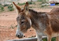 Wild donkey on Karpasia peninsula, North Cyprus Royalty Free Stock Photo