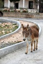 Wild donkey on Karpasia peninsula, North Cyprus Royalty Free Stock Photo