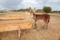 Wild donkey near food / water channel flume. These animals roam freely in Karpass region of Northern Cyprus