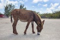 Wild Donkey In A Parking Lot