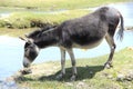 Wild Donkey.