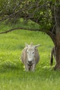 Wild donkey under tree in grass Royalty Free Stock Photo