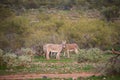 Wild donkeys of Arizona Royalty Free Stock Photo