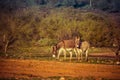 Wild donkeys on Arizona Royalty Free Stock Photo