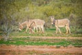 Wild donkeys on Arizona Royalty Free Stock Photo