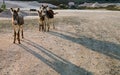 Wild Donkeys Curacao Views