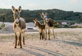 Wild Donkeys Curacao Views