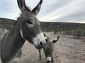 Wild Donkeys on the road to Oatman, Arizona Royalty Free Stock Photo