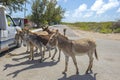 Wild Donkeys Inspecting Tourists Royalty Free Stock Photo