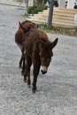Wild donkeys on Karpasia peninsula, North Cyprus Royalty Free Stock Photo