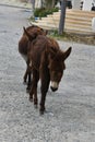 Wild donkeys on Karpasia peninsula, North Cyprus