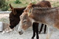 Wild donkeys on Karpasia peninsula, North Cyprus Royalty Free Stock Photo