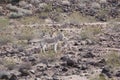 Wild Donkeys of Oatman Arizona Royalty Free Stock Photo