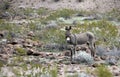 Wild Donkeys of Oatman Arizona Royalty Free Stock Photo