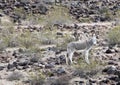 Wild Donkeys of Oatman Arizona Royalty Free Stock Photo