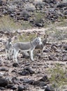 Wild Donkeys of Oatman Arizona Royalty Free Stock Photo