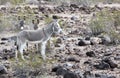 Wild Donkeys of Oatman Arizona Royalty Free Stock Photo