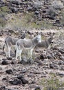 Wild Donkeys of Oatman Arizona Royalty Free Stock Photo