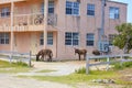 Wild Donkeys Roaming Around A Building