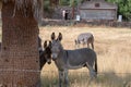 Wild Donkeys in the Arizona desert Royalty Free Stock Photo