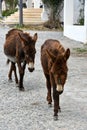 Wild donkeys on Karpasia peninsula, North Cyprus Royalty Free Stock Photo