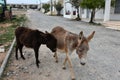 Wild donkeys on Karpasia peninsula, North Cyprus Royalty Free Stock Photo