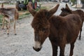 Wild donkeys on Karpasia peninsula, North Cyprus Royalty Free Stock Photo