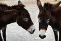 Wild donkeys on Karpasia peninsula, North Cyprus