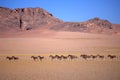 Wild donkeys in Tibet