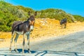 Wild donkeys are waiting at the entrance of Karpaz national park for tourists who give them something to eat, Cyprus Royalty Free Stock Photo