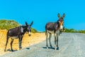 Wild donkeys are waiting at the entrance of Karpaz national park for tourists who give them something to eat, Cyprus Royalty Free Stock Photo