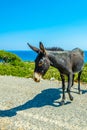 Wild donkeys are waiting at the entrance of Karpaz national park for tourists who give them something to eat, Cyprus Royalty Free Stock Photo