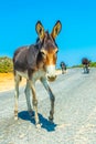 Wild donkeys are waiting at the entrance of Karpaz national park for tourists who give them something to eat, Cyprus Royalty Free Stock Photo