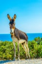 Wild donkeys are waiting at the entrance of Karpaz national park for tourists who give them something to eat, Cyprus Royalty Free Stock Photo