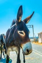 Wild donkeys are waiting at the entrance of Karpaz national park for tourists who give them something to eat, Cyprus Royalty Free Stock Photo