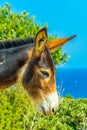 Wild donkeys are waiting at the entrance of Karpaz national park for tourists who give them something to eat, Cyprus Royalty Free Stock Photo