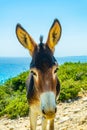 Wild donkeys are waiting at the entrance of Karpaz national park for tourists who give them something to eat, Cyprus Royalty Free Stock Photo