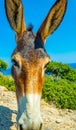 Wild donkeys are waiting at the entrance of Karpaz national park for tourists who give them something to eat, Cyprus Royalty Free Stock Photo