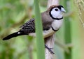A wild double barred finch in Australia Royalty Free Stock Photo
