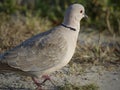 Wild dove closeup Royalty Free Stock Photo