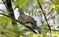 Wild dove, rare and cautious bird with the Latin name Streptopelia Royalty Free Stock Photo