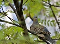 Wild dove, rare and cautious bird with the Latin name Streptopelia Royalty Free Stock Photo