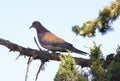 Wild dove in tree in the park.