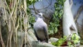 Wild dove of a turtledove