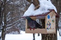 Wild dove in a winter forest. Feral pigeon perching on a birdhouse Royalty Free Stock Photo