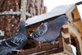 Rock Pigeon in a snowy forest, perching on a birdhouse, close-up