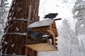 Rock Pigeon in a snowy forest, perching on a birdhouse, close-up