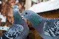 Rock Pigeon in a snowy forest, perching on a birdhouse, close-up